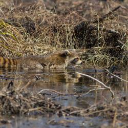 Racoon at Pungo Lake Canal