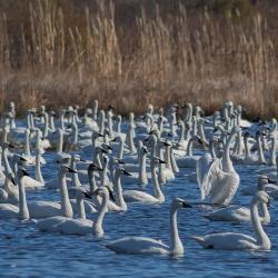 Tundra Swans at Pungo Lake
