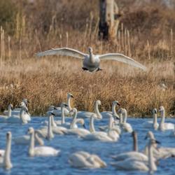 Tundra Swans at Pungo Lake