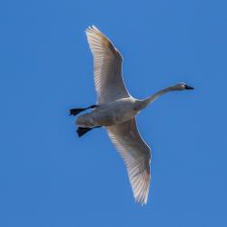 Tundra Swan at Pungo Lake