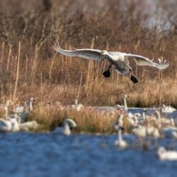Tundra Swans at Pungo Lake