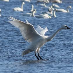 Tundra Swans at Pungo Lake
