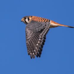 American Kestrel Pungo Lake