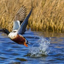 Shoveler Duck Flying