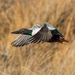 Shoveler Duck Flying