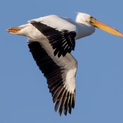 White Pelican Flying Pea Island
