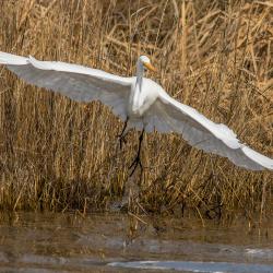 Great White Egret