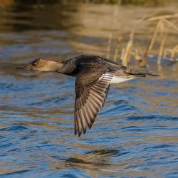 Hooded Merganser Flying Pea Island