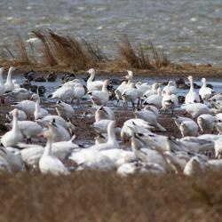 Snow Geese Pea Island