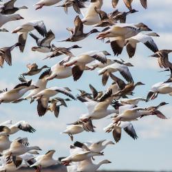 Ducks & Snow Geese Pea Island