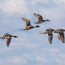 Pintail Ducks Pea Island