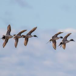 Pintail Ducks Pea Island