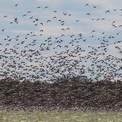 Swarm of Pintail Ducks Pea Island