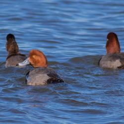 Red Head Duck Pea Island