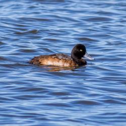 Lesser Scaup at Pea Island
