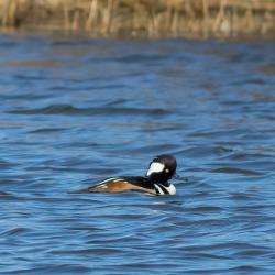 Hooded Merganser Pea Island