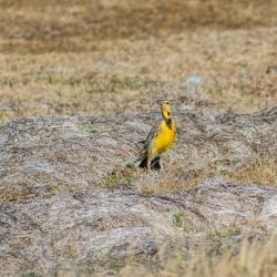 Meadowlark Pea Island