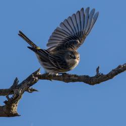 Yellow Rumped Warbler