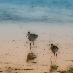 Stilt Sandpiper Pea Island