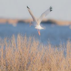 White Ibis
