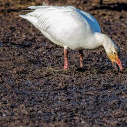 Snow Goose Eating grass roots