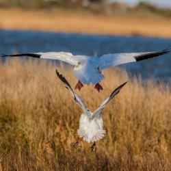 Snow Geese landing
