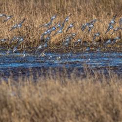 Flock of Sandpiper