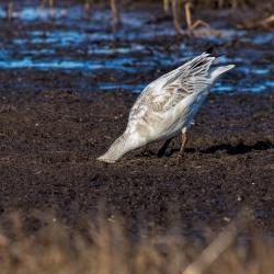 Snow Goose Eating grass roots