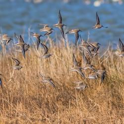 Flock of Sandpiper