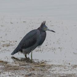 Little Blue Heron Pea Island