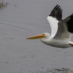 White Pelican Flying Pea Island