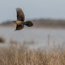 Female Boat-tailed Grackle