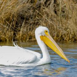 White Pelican Pea Island