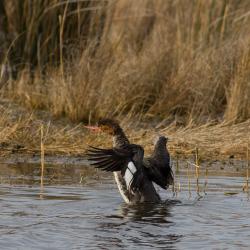 Hooded Merganser Pea Island