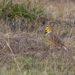 Meadowlark Pea Island