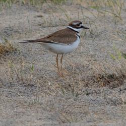 Killdeer at Pea Island