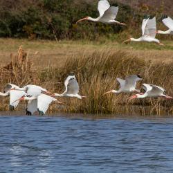 Flock of White Ibis Pea Island