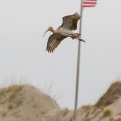 Juvenile White Ibis