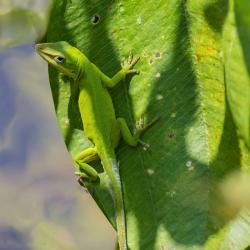 Anole Lizard Pee Dee Wildlife Refuge