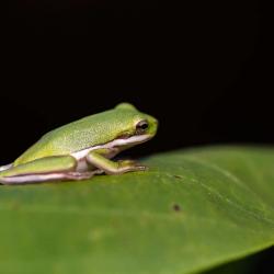 American Green Tree Frog