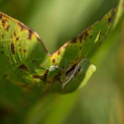 American Green Tree Frog