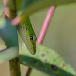Anole Lizard Pee Dee Wildlife Refuge