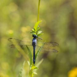 Dragon Fly