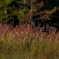 Great Blue Heron Flying