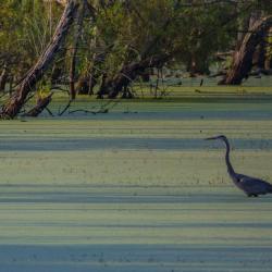 Great Blue Heron Hunting
