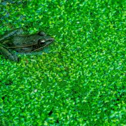 Frog in swamp