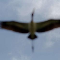Wood Stork Flying Pee Dee National Wildlife Refuge