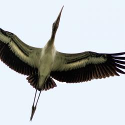 Wood Stork Flying Pee Dee National Wildlife Refuge