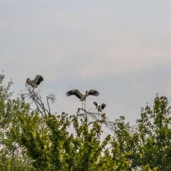 Wood Stork Flying Pee Dee National Wildlife Refuge
