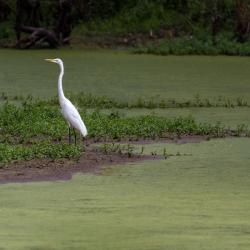 Great White Egret Hunting